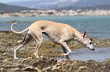 WHIPPET 063